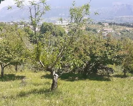 Il Boschetto 3* Ogliastro Cilento